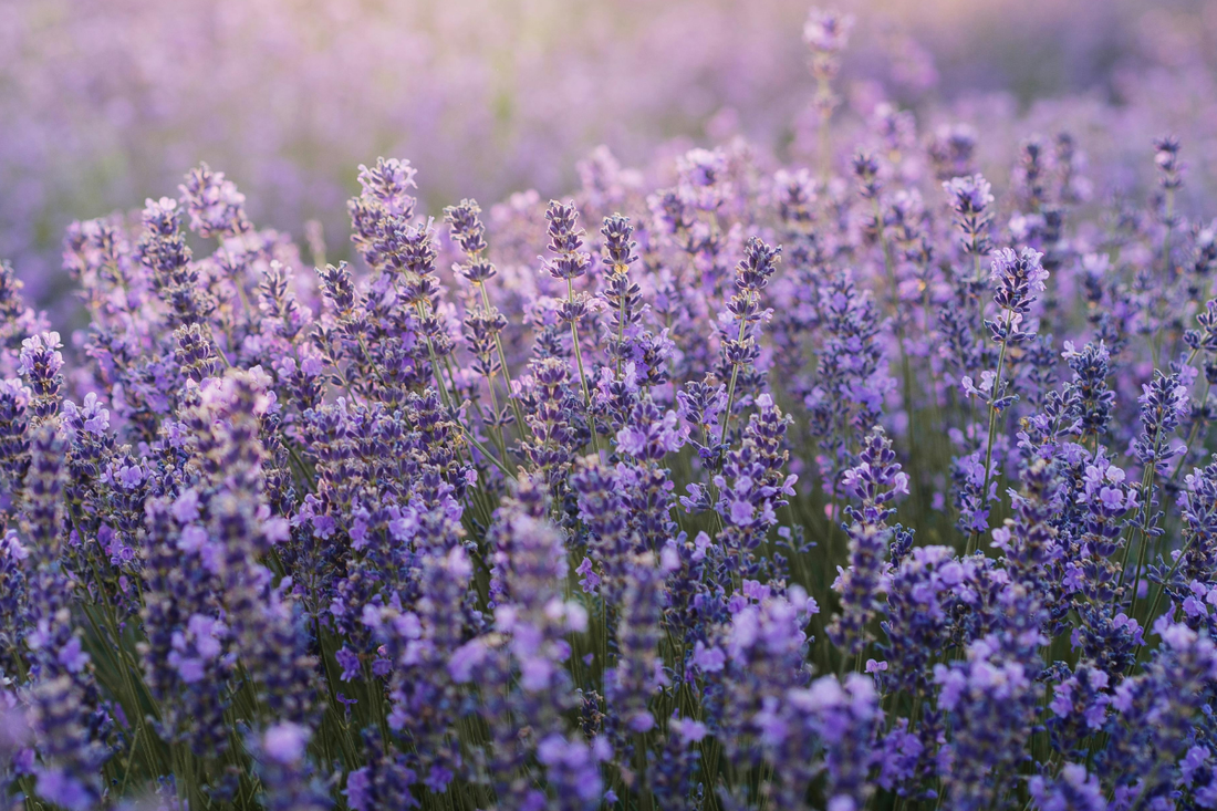 Lavendel als geurnoot : Fris, bloemig en mooi in balans